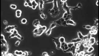 MCF7 cells cultured in M04O microfluidic plate [upl. by Hannie]