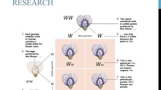 An introduction to Punnett squares [upl. by Yunick]