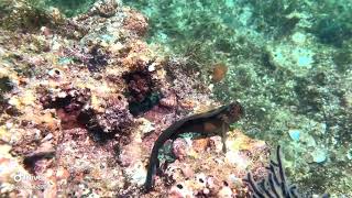 Panama Fanged Blenny 2024 Punta Mita [upl. by Shah]