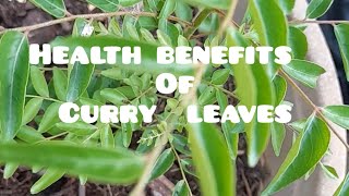 Health Benefits of curry leaves 🍃 Murraya koenigii [upl. by Shaff561]