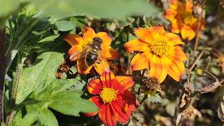 Hoverfly Eristalis tenax feeding on Bidens 19092024 Northern Ireland [upl. by Aihpos332]