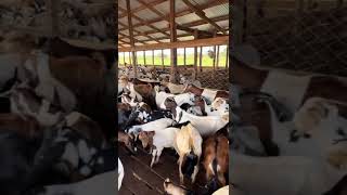 Mercer Farm Goat Auction [upl. by Nadiya279]