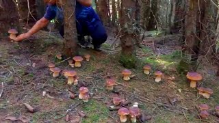 Funghi Porcini Novembre 2019 Boletus Edulis [upl. by Adiaros]