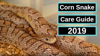 Corn Snake Complete Care Guide [upl. by Ameer]