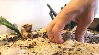 Desert Horned Lizard care and feeding [upl. by Ahsieket195]