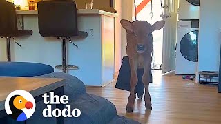 Baby Cow Rescued From Petting Zoo Snuggles On Couples Sofa  The Dodo [upl. by Nimaynib14]