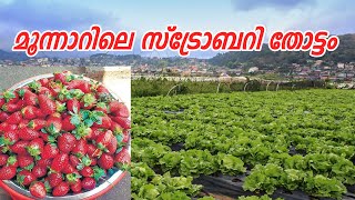 Munnar Vattavada Strawberry farm  Farm Tourism Vattavada  Munnar [upl. by Burtis]