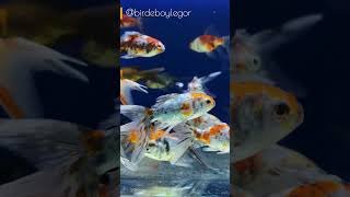 Elegant Goldfish A Stunning Aquarium Full of Natural Beauty 🐠✨ aquarium youtubeshorts [upl. by Inoy]