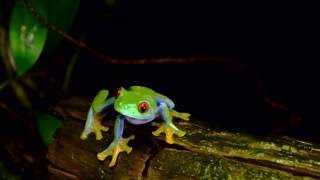 Rainette aux yeux rouges  Costa Rica [upl. by Kennard381]