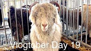 Rhinebeck  New York Sheep and Wool  Vlogtober Day 19 [upl. by Emanuela]