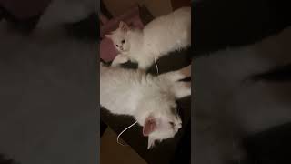 Lazy kitten youtubeshorts babyanimal youtube reels shorts videoshort videos trendingshorts [upl. by Mharba535]