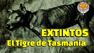 Extintos El Tigre de Tasmania [upl. by Zeculon]