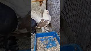 New pigeon Fentalpigeon fentybeauty kabutaar viralvideo trendingshorts [upl. by Acilef]