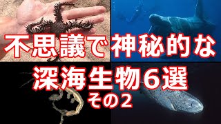 【未知の深海】実在する深海の神秘的な生物6選【ゆっくり解説】 [upl. by Lee]