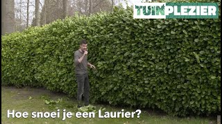 Hoe snoei je een Laurier  TUINPLEZIER [upl. by Durgy]