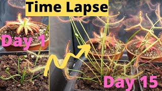 FAST Growing Carnivorous Sundews Time Lapse [upl. by Sul]