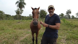 Jáquima o cabezada de cuerda para caballo de dos nudos muy fácil y sencilla de hacer [upl. by Norabel]