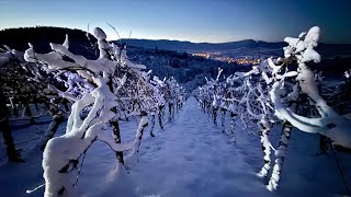 Eiswein in Metzingen  Frostig kalte Adventsnacht  03 Dezember 2023 [upl. by Esilrahc]