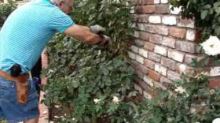 How to Prune a Hybrid Tea Rose Bush in the Winter [upl. by Hiro]