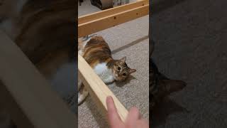 Misifú playing while I was disassembling the bed cutecat [upl. by Maer]