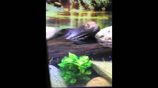 240 Gallon Turtle Tank Amphibious Aquarium Aquatic Experience [upl. by Bovill974]