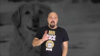 Eğitim Sırasında Köpeğin Burnuna Vurmak Doğru mu [upl. by Eimiaj]