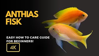 Anthias O Peixe Colorido que Transformará Seu Aquário Marinho Anthias spp [upl. by Aihsenak]