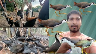 How to male waterhen gallinule dahuk bird trapdahuk bird trap catchinghash dhora janggi china fad [upl. by Oetam901]