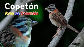 Copetón CANTO del CHINGOLO  AVES DE COLOMBIA 🐦🦉 [upl. by Sig159]