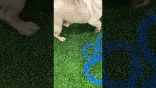 New Artificial Grass Pet Matsyntheticgrass petgrass turfgrass pets healthygrass [upl. by Nahtnanhoj681]