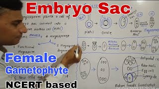 Embryo Sac or Female Gametophyte [upl. by Ahsaek]