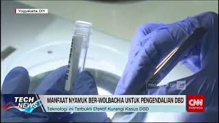 Wolbachia Senjata Baru Lawan DBD LawanDBD [upl. by Quita540]