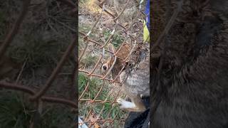 Peter Rabbit is stuck in my fence and we need to help him now [upl. by Grigson740]