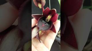 Catasetum Jumbo Pearl Dark Red orchids orchideae catasetum [upl. by Stephi]