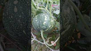 মিষ্টি কুমড়াPumpkinCucurbita moschataFamilyCucurbitaceae plants agriculture lifecraftiqbal [upl. by Purpura]