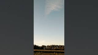 Ducks flying over the farm [upl. by Alcina]