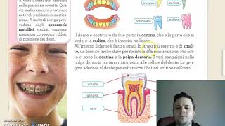 Scienze lApparato digerente quotI dentiquot [upl. by Dlopoel]