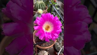 Echinocereus rigidissimus BloomsЦветет Echinocereus rigidissimusΆνθισε Echinocereus rigidissimus😱 [upl. by Greenleaf]