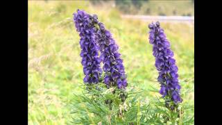 Aconitum napellus with translation text [upl. by Billat]