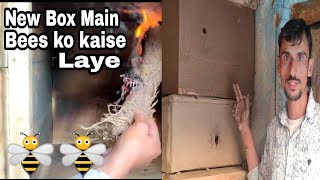 New Box Main Bees Ko Kaise Laye  How To Attract Honey Bees Swarm In New Box Beekeeping At Home [upl. by Laniger619]