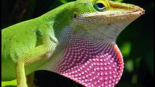 Wild Happy Lizard shakes its tail  Wild Texas Green Anole Lizard [upl. by Llorre]