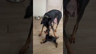 Doberman yavrusu isteyenler instagramdan yazabilirler ❤️🙏🏼 köpek doberman dog dobermanlove [upl. by Adnopoz]