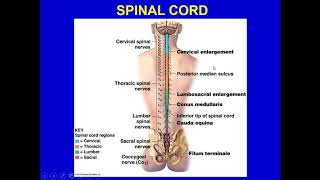 ANATOMY amp PHYSIOLOGY1CHAPTER 12SPINAL CORD SPINAL NERVES AND SPINAL REFLEXES [upl. by Jamnes]