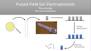 The Principle of Pulsed Field Gel Electrophoresis PFGE [upl. by Sachsse406]