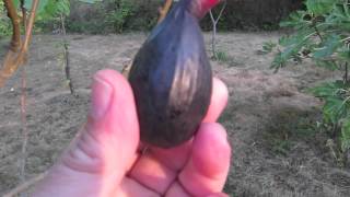 How to Tell When a Fig Is Ripe and Ready to Pick [upl. by Marks]