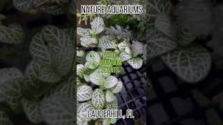 Lots of exotic aquarium and terranium plants at Nature Aquariums [upl. by Nas]