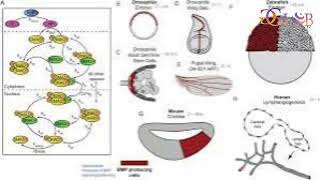 Signaling pathway discovery could lead to faster more reliable human stem cell differentiation [upl. by Neersan]