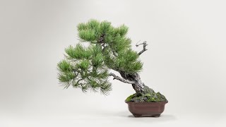 Second Repotting on a Ponderosa Pine Bonsai Tree [upl. by Eahsat625]