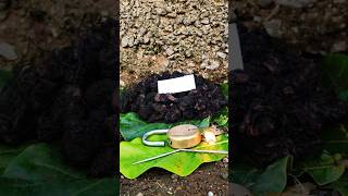 original nalla pasupu original black turmeric plant Kali haldi test trending 9325837843 [upl. by Bullen]