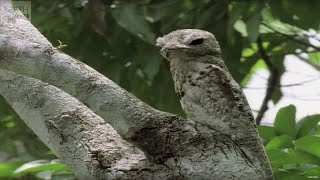 Top 10 SNEAKY Animal Camouflages  BBC Earth Explore [upl. by Haase]